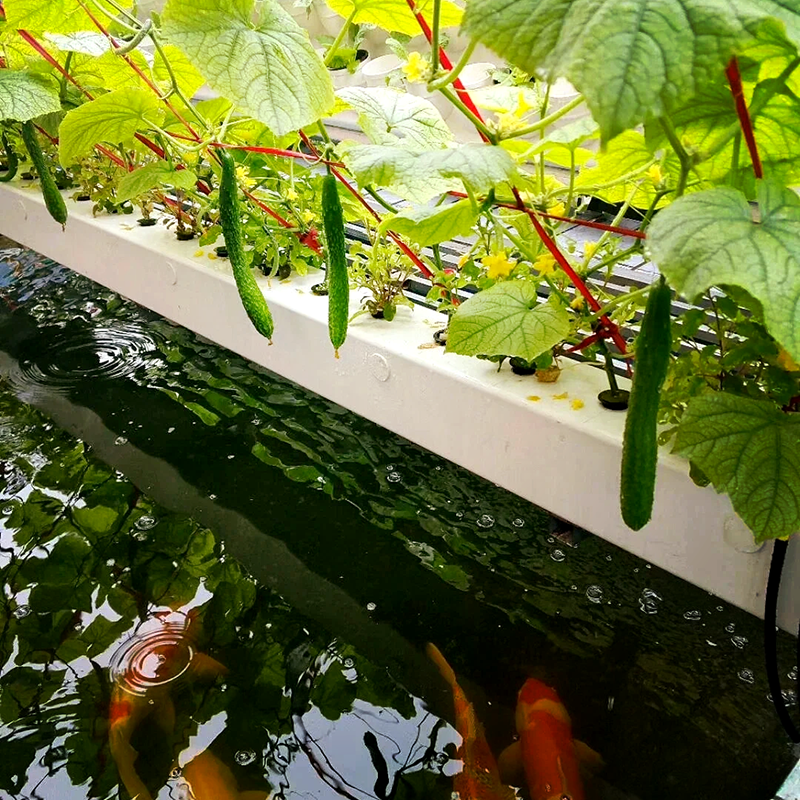 成都市玻璃大棚鱼菜共生 - 排名