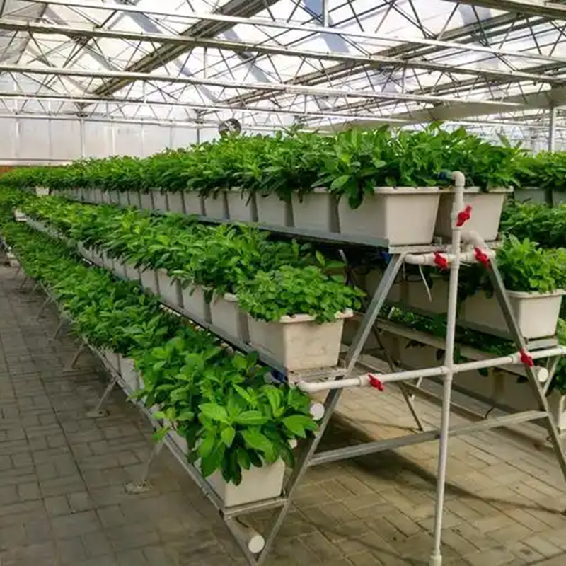 成都市植物工厂植物工厂 - 价格